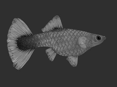 Detailed Aquatic Fish With Silver Scales Fan Shaped Tail And Sleek Body Structure 3d model