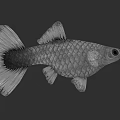 Detailed Aquatic Fish With Silver Scales Fan Shaped Tail And Sleek Body Structure
