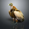 Yellow Headed Vulture Standing With Brown And White Feathers On Dark Reflective Surface