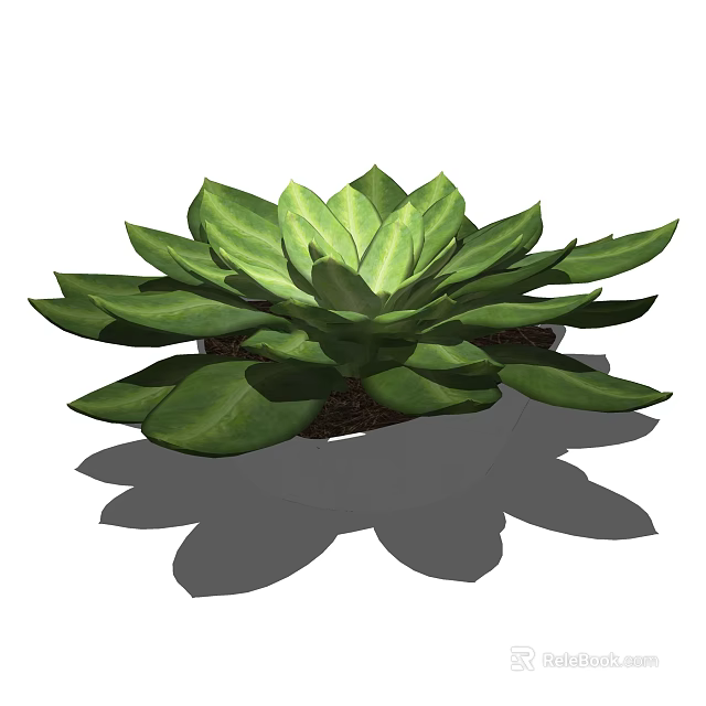 Lush Bonsai Potted Plant With Broad Green Leaves In White Pot 3d model 