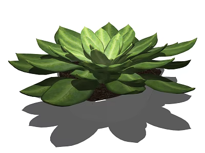 Lush Bonsai Potted Plant With Broad Green Leaves In White Pot 3d model