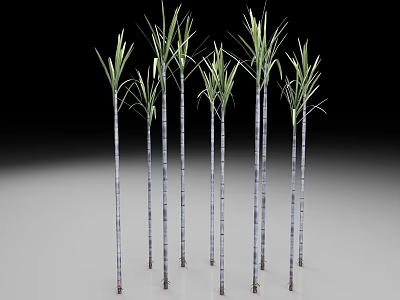 Multiple Fresh Sugarcane Stems With Green Leaves Arranged Together 3d model