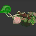 Detailed 3D Anatomical Model Of Animal Internal Organs With Skeletal Structure And Blood Vessels