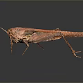 Red Grasshopper With Detailed Texture And Long Hind Legs On Gray Background