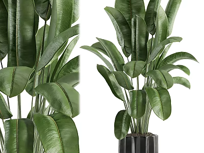 Large Green Leaf Plants In Black Modern Vase For Home Interior Decor 3d model