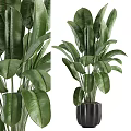 Large Green Leaf Plants In Black Modern Vase For Home Interior Decor