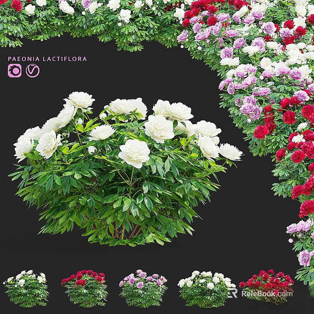 Decorative Garden Ornaments With Paeonia Lactiflora White Pink Red Blooms And Green Leaves 3d model 