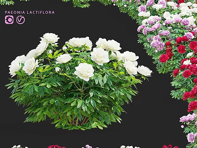 Decorative Garden Ornaments With Paeonia Lactiflora White Pink Red Blooms And Green Leaves 3d model