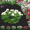 Decorative Garden Ornaments With Paeonia Lactiflora White Pink Red Blooms And Green Leaves