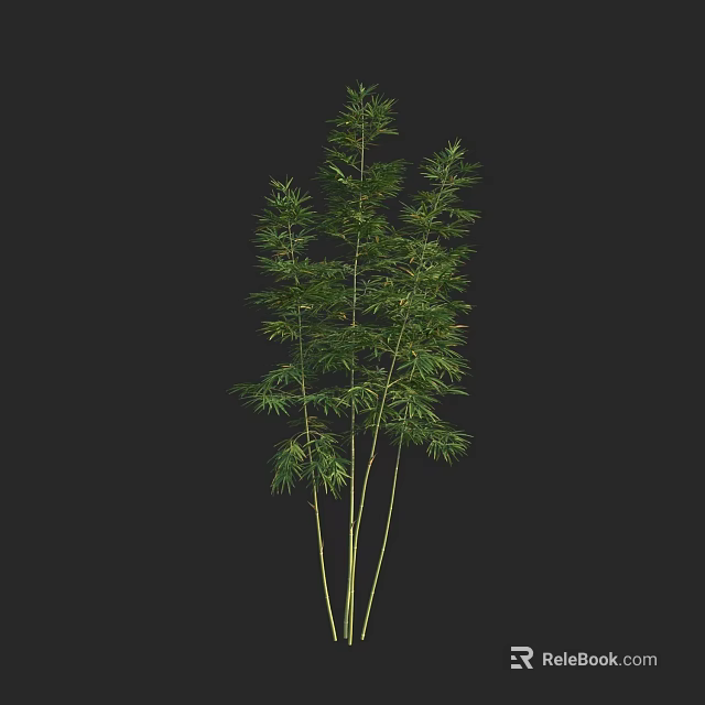 Green Bamboo Plant With Slender Stems And Lush Foliage For Decorative Use 3d model 