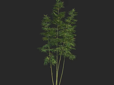 Green Bamboo Plant With Slender Stems And Lush Foliage For Decorative Use 3d model