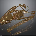 Detailed Golden Animal Skeleton Displaying Bone Organs And Skeletal Structure
