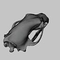 Detailed 3D Animal Skull Model With Sharp Teeth And Bone Structure