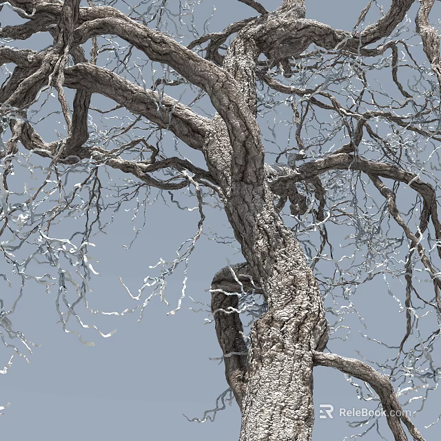 Tall Tree With Sturdy Trunk Spreading Branches And Clear Sky Background 3d model 