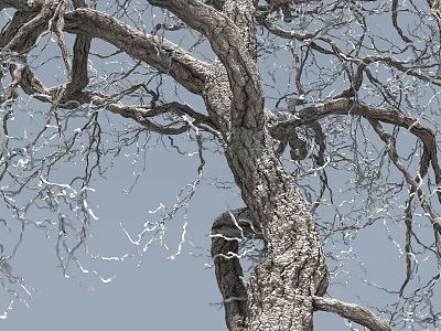 Tall Tree With Sturdy Trunk Spreading Branches And Clear Sky Background 3d model