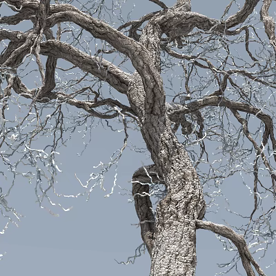 Tall Tree With Sturdy Trunk Spreading Branches And Clear Sky Background 3d model