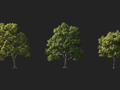 Three Different Shaped Trees With Lush Green Foliage Against Black Background 3d model
