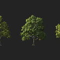 Three Different Shaped Trees With Lush Green Foliage Against Black Background