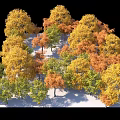 Vibrant Autumn Trees with Yellow Orange Green Foliage on Snowy Ground