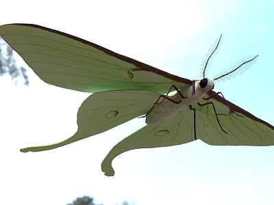 Delicate Green Moth With Large Transparent Spotted Wings And Long Antennae Flying In Blue Sky 3d model