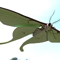 Delicate Green Moth With Large Transparent Spotted Wings And Long Antennae Flying In Blue Sky
