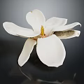 White Magnolia Flower with Open Petals and Yellow Stamen on Dark Background Showing Soft Reflection
