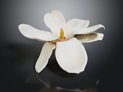 White Magnolia Flower with Open Petals and Yellow Stamen on Dark Background Showing Soft Reflection 3d model