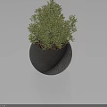 Lush Green Potted Bonsai Plant in Modern Black Round Pot with Light Blue Background