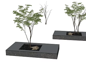Landscape tree, courtyard tree, tree pool 3d model
