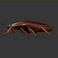 Detailed Red Cockroach With Shiny Exoskeleton And Long Legs On Dark Background