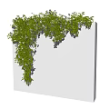 Lush Green Vines Growing On White Wall With White Flowers And Fresh Leaves