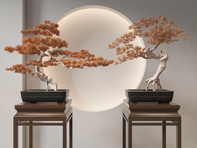 Elegant Pine Bonsai Plants On Wooden Stands With Circular White Backdrop 3d model