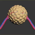 modern eukaryotic cell cross section cell structure cell tissue 3d model