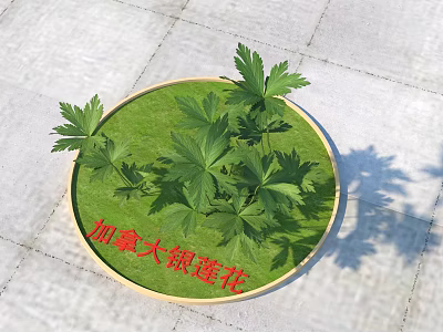 Canadian Anemone Plant With Green Leaves On Circular Lawn Over Gray Stone Pavement 3d model