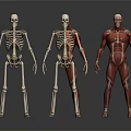Human Medical Anatomical Models Skeleton Half And Full Muscle Structure 3d model