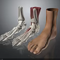 Ankle Anatomical Model Showing Skeleton Muscles Ligaments And Skin Structure Details