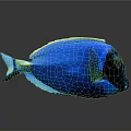 Vibrant Blue Fish With Yellow Green Edges And Black Eyes On Dark Background With Reflection