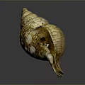 Conch Shell With Spiral Shape And Yellow White Texture On Gray Background 3d model