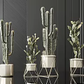 Cactus Potted Plants With White Geometric Planters And Metal Stands Against Dark Striped Wall