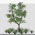 Lush Green Tree With Dense Foliage Brown Trunk And Surrounding Grass Plants