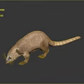 weasel animal 3d model