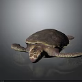 Detailed Iridescent Sea Turtle With Patterned Shell And Flippers On Black Surface