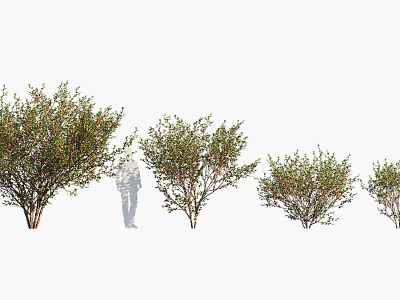 Arbor Trees With Lush Green Foliage In Various Sizes And Human Figure For Scale 3d model