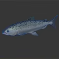 Fresh Silver Salmon With Blue Spots And Shiny Appearance Isolated On Gray Background