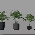 Bonsai Potted Plants Displayed In Different Sizes Gray Pots With Female Silhouette
