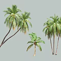 Palm Trees In Various Sizes With Green Fronds And Brown Trunks