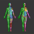Medical Device Human Anatomy 3D Model with Skeletal Muscle and Internal Organ for Medical Education