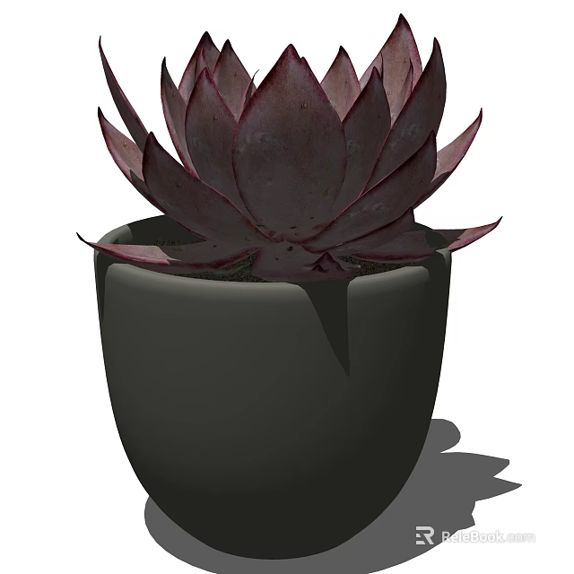 Bonsai Pot Plant With Purple Red Leaf Succulent In Dark Colored Pot For Home Decor 3d model 