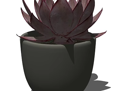 Bonsai Pot Plant With Purple Red Leaf Succulent In Dark Colored Pot For Home Decor 3d model