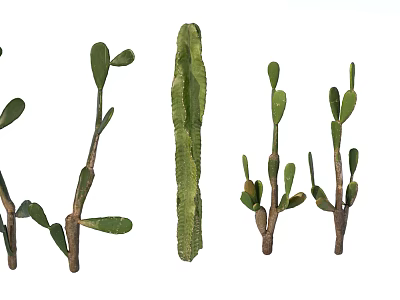 Various Green Decorative Cactus Plants with Different Stem Shapes for Indoor Use 3d model